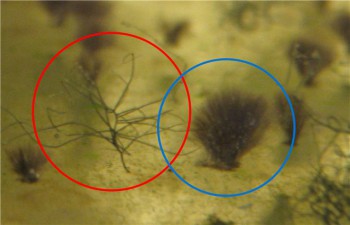 в красном круге - Compsopogon coeruleus - &quot;Черная борода&quot;, справа в синем круге - Audocinella - &quot;Вьетнамка&quot; или &quot;Красная борода&quot;
