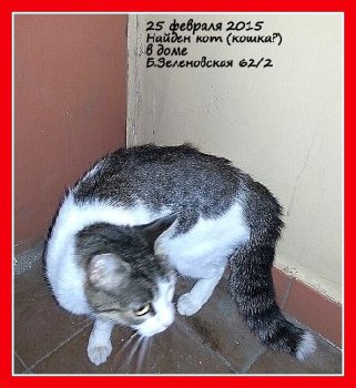 25 февраля 2015 найден кот на Зеленовской12.jpg