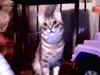 23 февраля 2015 пропал кот на Ревпроспекте.jpg