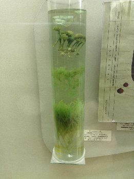 Современные зеленые водоросли