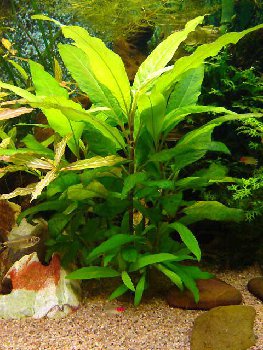 Гигрофила щитковидная (Hygrophila corymbosa) 1.jpg