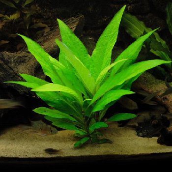 Гигрофила щитковидная (Hygrophila corymbosa).jpg