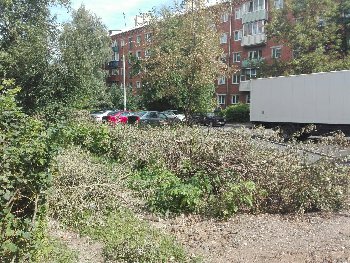 Уничтожение живых и полезных кустов около дома 44а на улице Свердлова.jpg
