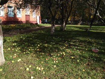 На школьном дворе созрели и попадали яблоки)