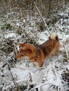 Зима снег собакам радость