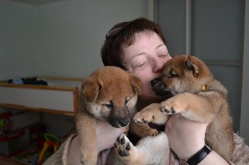 сиба внуки , подъем! Бабушка приехала!