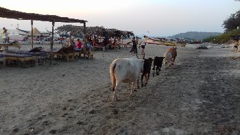 это пляж Арамоль) священные коровы