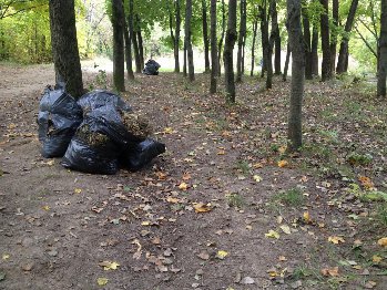 Вот так, до земли, начисто, уничтожается палая листва, это лес, хоть и городской, пойменный лес Пахры. Здесь переусердствовали в уборке полезных опавших листьев. Листва - согревает землю и даёт приют насекомым, сохраняет до весны семена и всходы. Уничтожение листвы - ВРЕДИТЕЛЬСТВО!