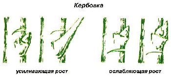 кербовка.jpg