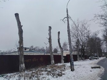 мёртвые деревья Подольска охраняемые городом.jpg