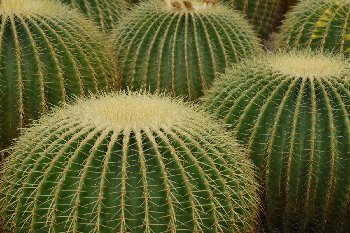 cactus-257253_1280.jpg