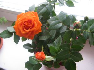 роза оранж