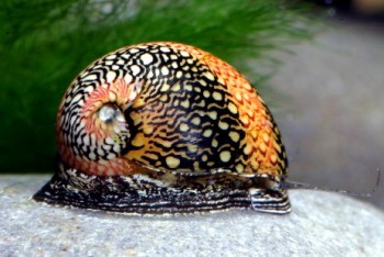 Neritina virginea.jpg