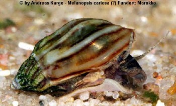 a_melanopsis_cariosa.jpg