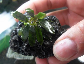 Bucephalandra sp. "Kualakuayan-1".jpg