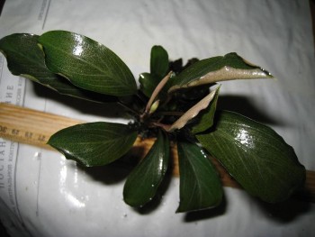 Bucephalandra sp. "Pearl Grey".jpg