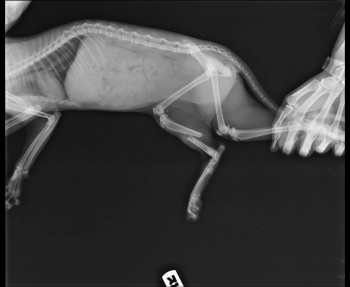 cat_X-ray_photo.jpg