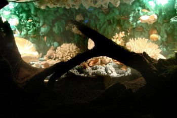 Свет в аквариуме выключен задник подсвечен частично сверху.
