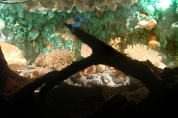 Свет в аквариуме выключен задник подсвечен  снизу и сверху.