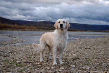 на фото не наша, но очень похожая собака