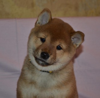 РаМаРо Бьякка