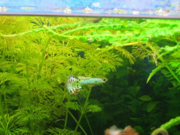 IMG_2472 (1280x960).jpg