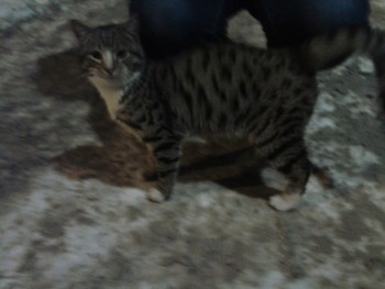 Потерялся-(