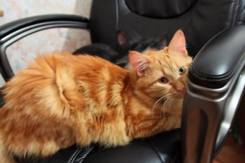 1RgVzqBGcMI — копия.jpg