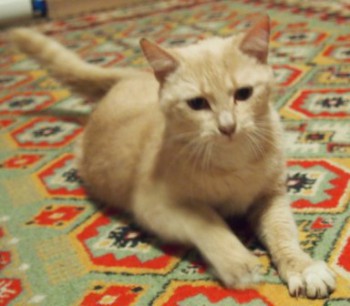 кошка на Доллежаля — копия.jpg