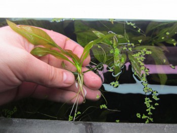 IMG_2529 (1280x960).jpg