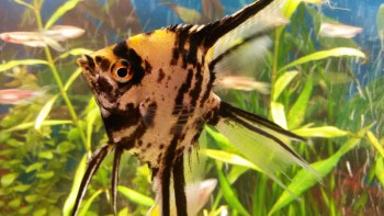 Мраморная вуалевая