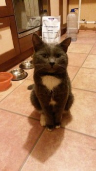 найден кот — копия.jpg