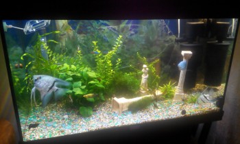 фото с телефона (включен 1 канал)