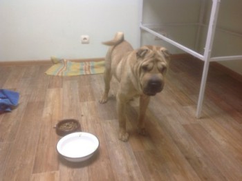 шарпей подольск — копия.jpg