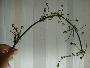 стрелка крупного эхинодоруса