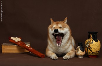 Симба-зубы!