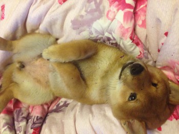 Бьякка -баловака!