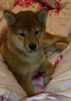 Бьякка задумалась