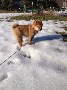 Лючи ищет место, куда ....