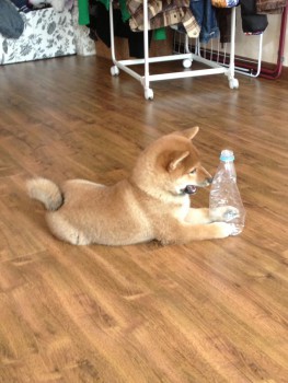 Убей бутылку!