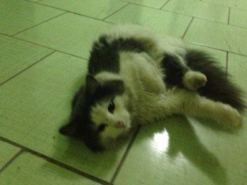 кот родники — копия.jpg