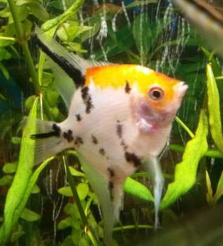 Кои