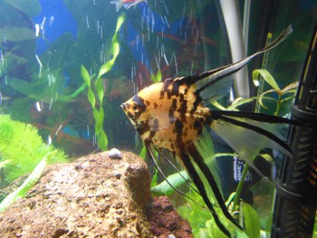 Мраморная вуалевая