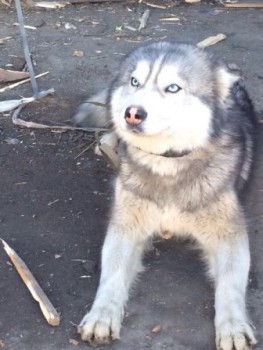 хаски 11 марта подольск — копия.jpg