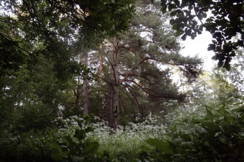 лес подольска.jpg