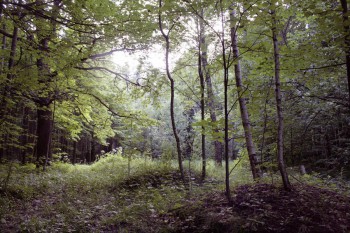 подольский лес под угрозой уничтожения.jpg