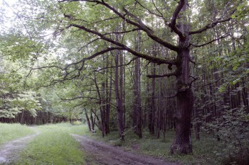 подольский лес.jpg