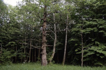 живой подольский лес.jpg