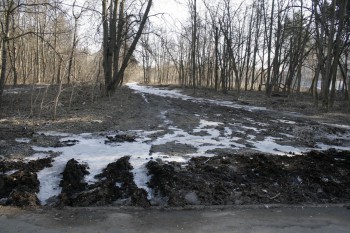 в лес свозили трактором снег с солью, что сгребали зимой со сквера