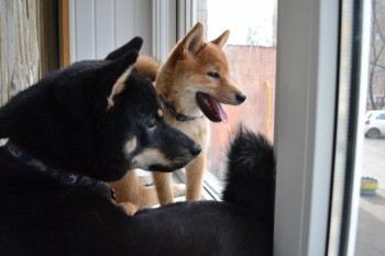 смотрим собачий телевизор